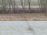 Praktand - Falcated Duck (Anas falcata)