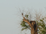 Mindre maskstenknck - Chinese Grosbeak (Eophona migratoria)