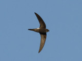 Orientseglare - Pacific Swift (Apus pacificus)