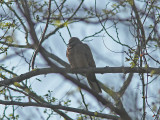 Prlhalsduva - Spotted Dove (Streptopelia chinensis)