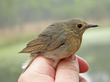 Blnktergal - Siberian Blue Robin (Luscinia cyane)