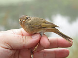 Videsngare - Raddes warbler (Phylloscopus schwarzi)