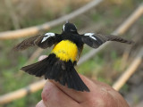 Vitbrynad narcissflugsnappare - Yellow-rumped Flycatcher (Ficedula zanthopygia)