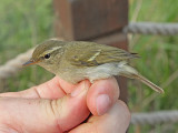 Nordsngare - Arctic warbler (Phylloscopus borealis)