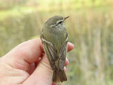 Taigasngare - Yellow-browed warbler (Phylloscopus inornatus)