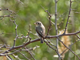 Glasgonflugsnappare - Asian Brown Flycatcher (Muscicapa dauurica)