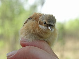 Kinesisk pungmes - Chinese Penduline Tit (Remiz consobrinus)