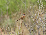 ngssparv - Meadow Bunting (Emberiza cioides)