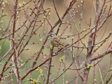 Mongolsparv - Godlewskis Bunting (Emberiza godlewski)