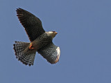 Amurfalk - Amur Falcon (Falco Amurensis)