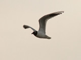 Mingms - Saunders gull (Larus saundersi )