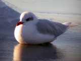 Svarthuvad ms - Mediterranean Gull (Larus melanocephalus)