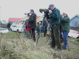 Pied Wheatear, twitchers