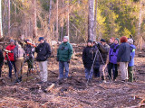 Three-toed Woodpecker, twitchers