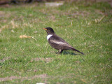 Ringtrast - Ring Ouzel (Turdus torquatus)