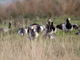 Vitkindad gs - Barnacle Goose (Branta leucopsis)
