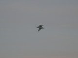 Isms - Ivory Gull (Pagophila eburnea)