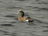 Amerikansk blsand - American Wigeon (Anas americana)