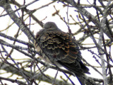Strre turturduva - Oriental Turtle-Dove (Streptopelia orientalis)