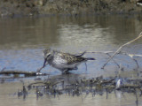 Vitgumpsnppa - White-rumped Sandpiper (Calidris fuscicollis)