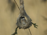 Pungmes - Eurasian Penduline Tit (Remiz pendulinus)