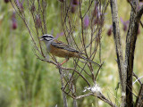 Klippsparv - Rock Bunting (Emberiza cia)