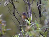 Rostsngare - Western Subalpine Warbler (Sylvia inornata iberiae)