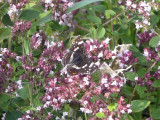 Kartfjril - Map Butterfly (Araschnia levana)