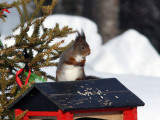 Rd ekorre - Eurasian red squirrel (Sciurus vulgaris)