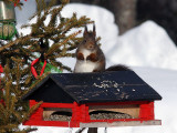 Röd ekorre - Eurasian red squirrel (Sciurus vulgaris)