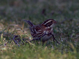 Videsparv - Rustic Bunting (Emberiza rustica)