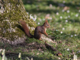 Röd ekorre - Eurasian red squirrel (Sciurus vulgaris)