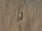 Svsngare - Sedge Warbler (Acrocephalus schoenebanus)