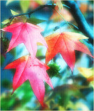 Autumn Beauty Version 3