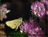 Skipper on Sedum Version 2