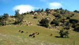 California Cows.jpg