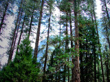 Tall Pine Trees.jpg