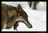 ALPHA-Loup-2.jpg