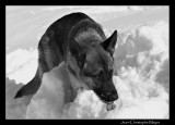 Chiens de sauvetage (K9 unit)