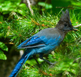 steller Jay eating.jpg