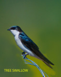 TREE SWALLOW IN OUR YARD.jpg