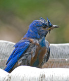 Male Blue Bird after a bath.jpg