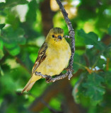 pretty finch in tree.jpg