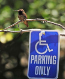 PARKING FOR HANDICAPPED BIRDS