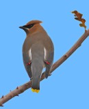 2nd  waxwing.jpg