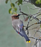 Mondays Cedar Waxwing.jpg