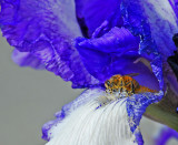 Bees like the Iris.jpg