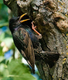 European Starling