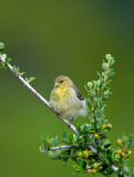 PRETTY LITTLE FINCH.jpg