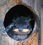 young tree swallow